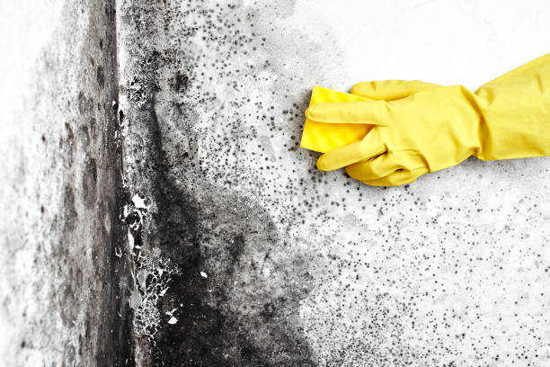 Best Home Mold Removal  in Bucyrus, OH