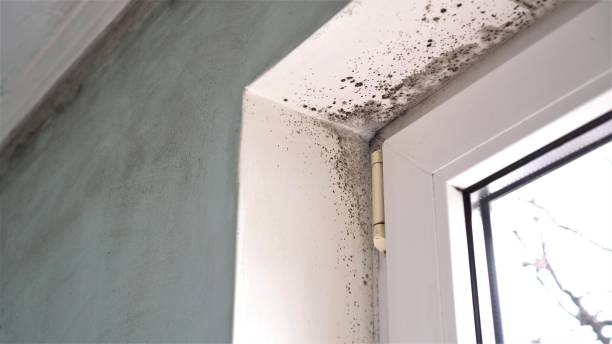 Best Residential Mold Removal  in Bucyrus, OH
