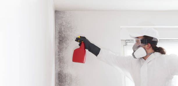 Best Mold Removal Company Near Me  in Bucyrus, OH