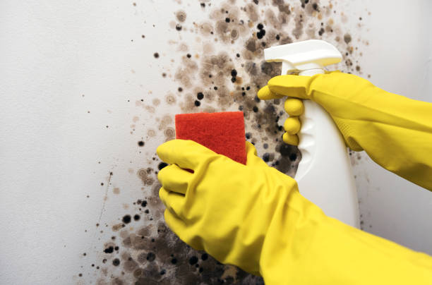 Best Affordable Mold Removal  in Bucyrus, OH