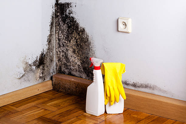 Best Water Damage Restoration  in Bucyrus, OH