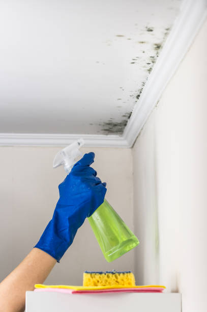 Best Mold Cleaning Services  in Bucyrus, OH
