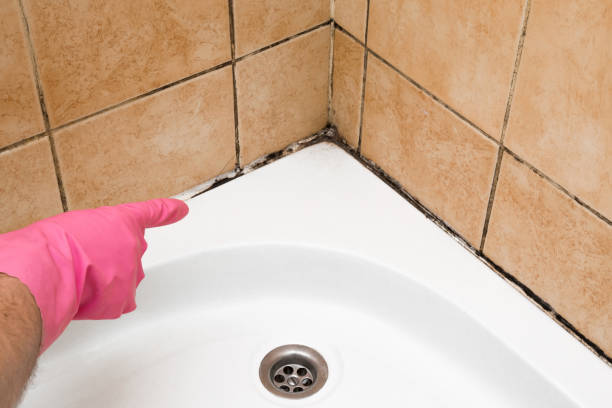 Mold Testing and Removal in Bucyrus, OH